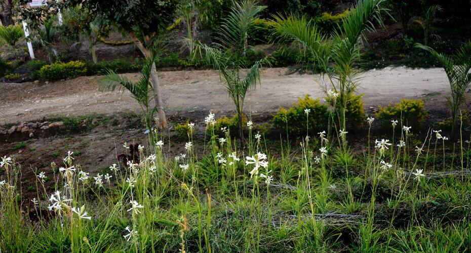 Palm Pair Resort, Jabalpur 2